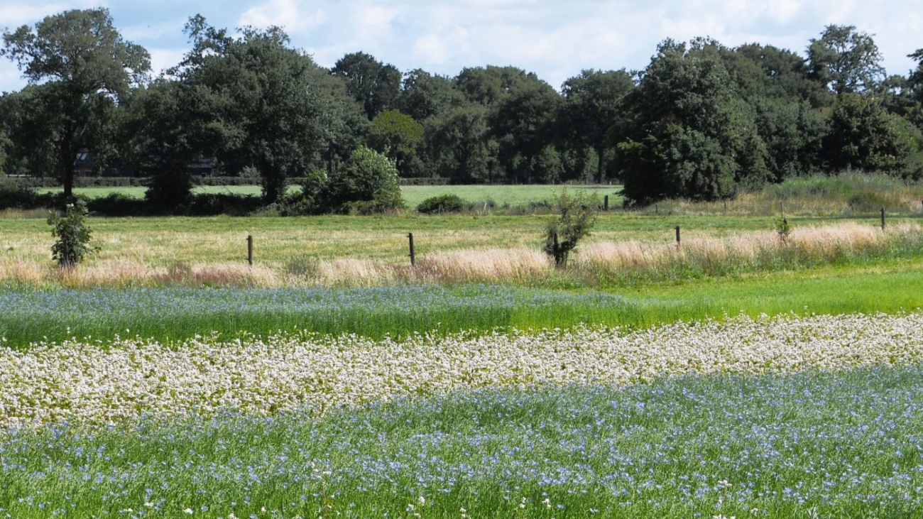 bg8785369441