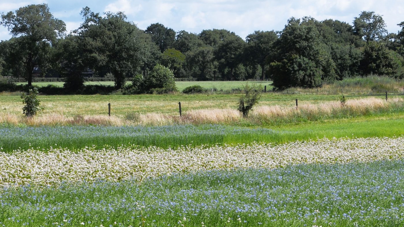 bg8785369441